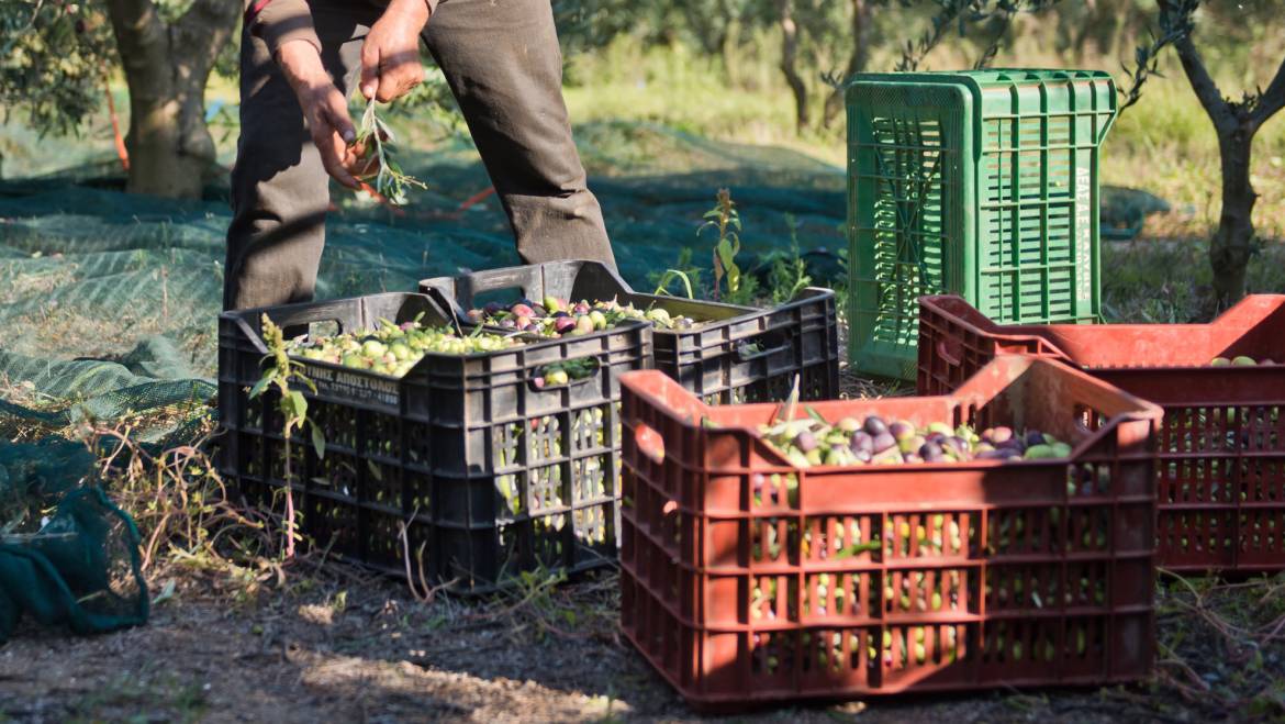 Fruits Harvesting